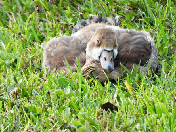 istock Egyptian Goose (Alopochen aegyptiaca) -gosling sleeping in the grass 1399828249