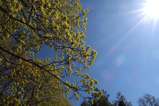 Sunlight and tree branches, background