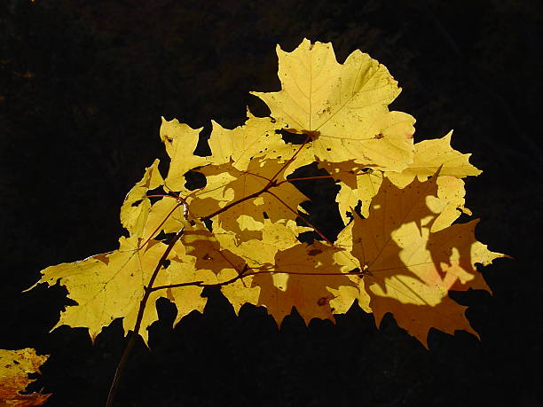 fall canadian yellow maple leafs stock photo