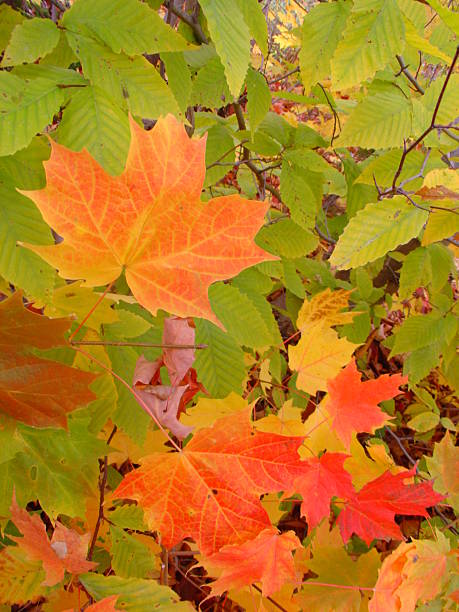 Autumn canadian colorful maple leafs stock photo