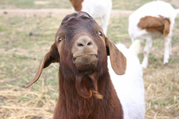 Billy Goat stock photo