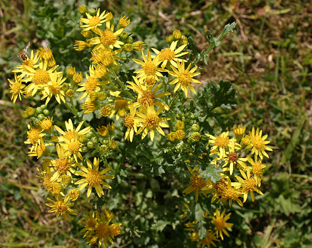 Yellow flowers stock photo