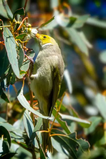 Tiny white plumed honeyeater perched on a branch