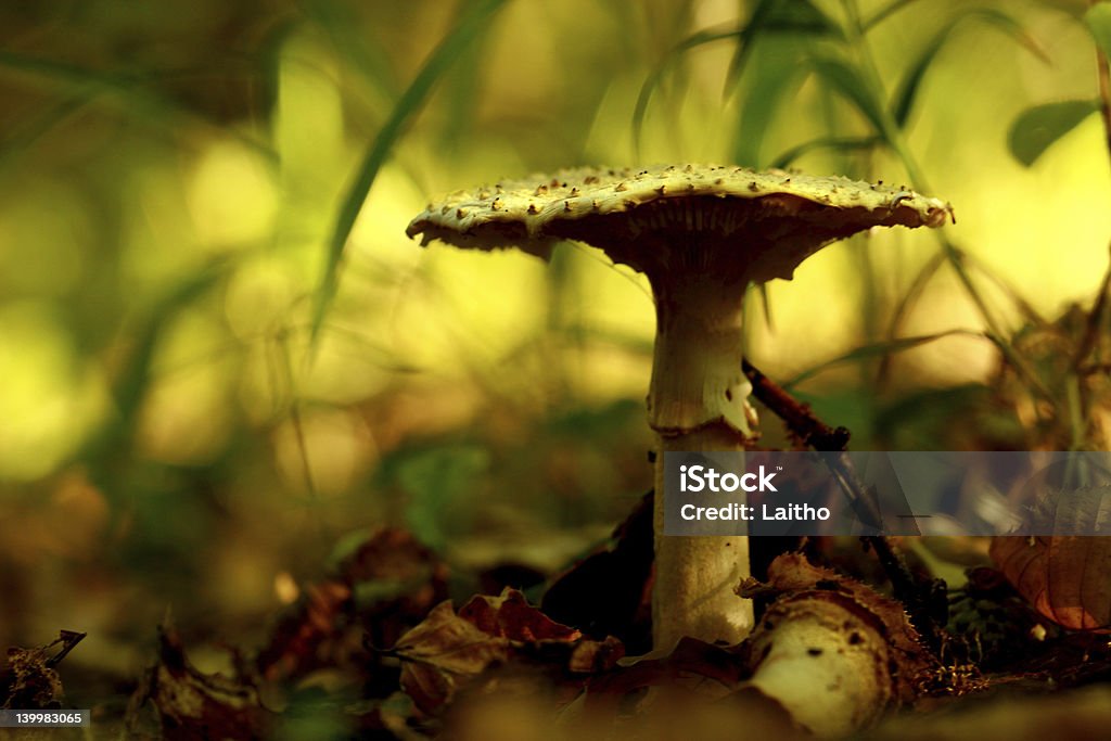 Champignons sauvages - Photo de Animaux à l'état sauvage libre de droits