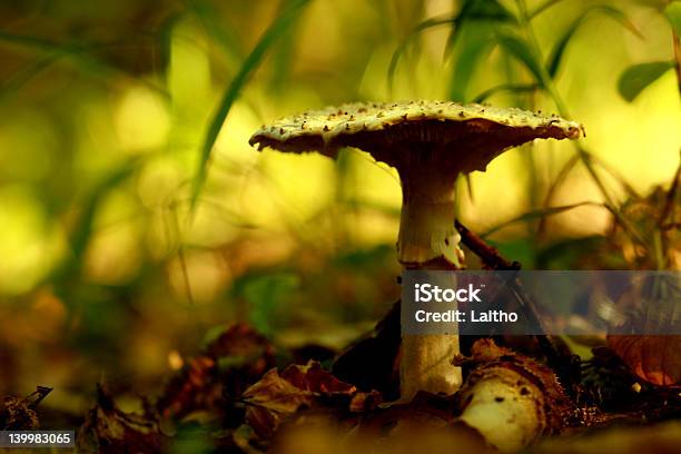 Photo libre de droit de Champignons Sauvages banque d'images et plus d'images libres de droit de Animaux à l'état sauvage - Animaux à l'état sauvage, Arbre, Automne