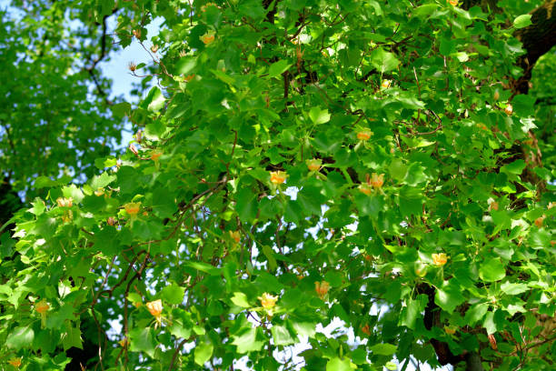istock Tulip Tree / Liriodendron tulipifera / Yellow popular: Flowers 1399830808