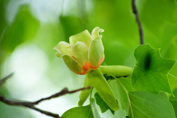 Tulip tree or poplar tree (Liriodendron tulipifera) is large deciduous tree, native to eastern North America, but can be found in Japan as well. It grows to 20-30 meters tall. It is noted for its cup-shaped, tulip-like flowers that bloom in late April and early May. The flowers are greenish-yellow with an orange band at the base of each petal.\nIn Tokyo, you can find them as street trees as well as in some public parks.