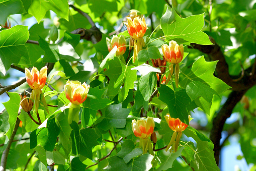 Tulip tree or poplar tree (Liriodendron tulipifera) is large deciduous tree, native to eastern North America, but can be found in Japan as well. It grows to 20-30 meters tall. It is noted for its cup-shaped, tulip-like flowers that bloom in late April and early May. The flowers are greenish-yellow with an orange band at the base of each petal.\nIn Tokyo, you can find them as street trees as well as in some public parks.