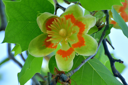 Tulip tree or poplar tree (Liriodendron tulipifera) is large deciduous tree, native to eastern North America, but can be found in Japan as well. It grows to 20-30 meters tall. It is noted for its cup-shaped, tulip-like flowers that bloom in late April and early May. The flowers are greenish-yellow with an orange band at the base of each petal.\nIn Tokyo, you can find them as street trees as well as in some public parks.