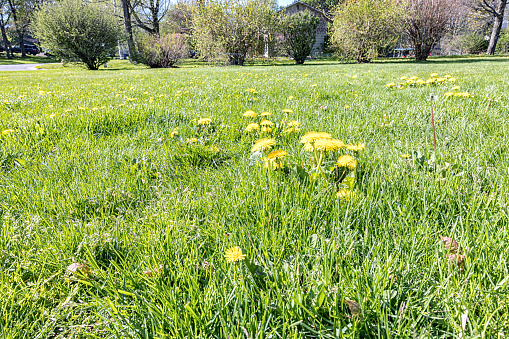 A western New York State residential district suburban neighborhood side yard meadow lawn overgrown with high grass and dozens of bright yellow early springtime dandelion flowers blossoming in morning sunlight.