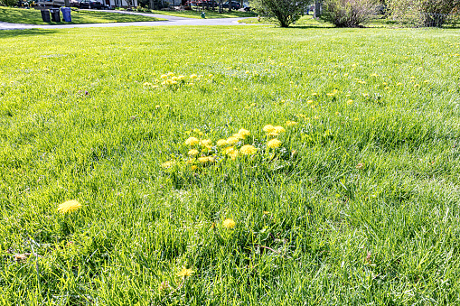 A large western New York State suburban neighborhood residential corner lot side yard is overgrown with high lawn grass. Dozens of bright yellow springtime dandelion weed flowers are blossoming in morning sunlight.