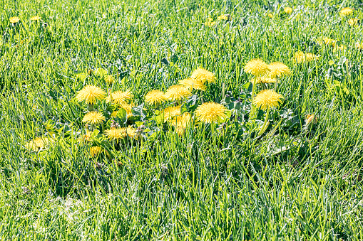 Early May springtime dandelion weeds with their bright yellow flowers blossoming in morning sunlight in western New York State.