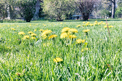 A western New York State residential district suburban neighborhood side yard meadow overgrown with high lawn grass and dozens of bright yellow early springtime dandelion flowers stretching up and blossoming in morning sunlight.