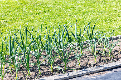 Rows of bright green mid-growing season garlic and onion plant stalks maturing in a home vegetable garden in early May near the city of Rochester in western New York State.