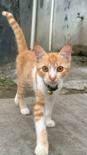 istock a little cute red cat staring at camera on block street 1399832601