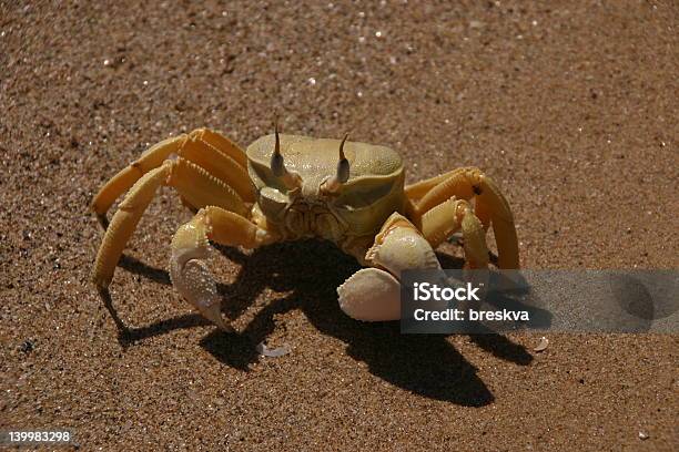 Closeup Di Granchio Di Inviare - Fotografie stock e altre immagini di Acqua - Acqua, Aggressione, Animale