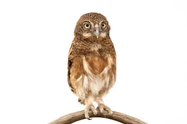 Photo of Little owl caught on a branch on isolated white background. The lucky owl for the new year. Burrowing owl. The large yellow owl eyes. Animal, Wildlife, Birds, Poultry.