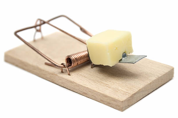 istock Setting up a rat trap with a piece of cheese 139983357