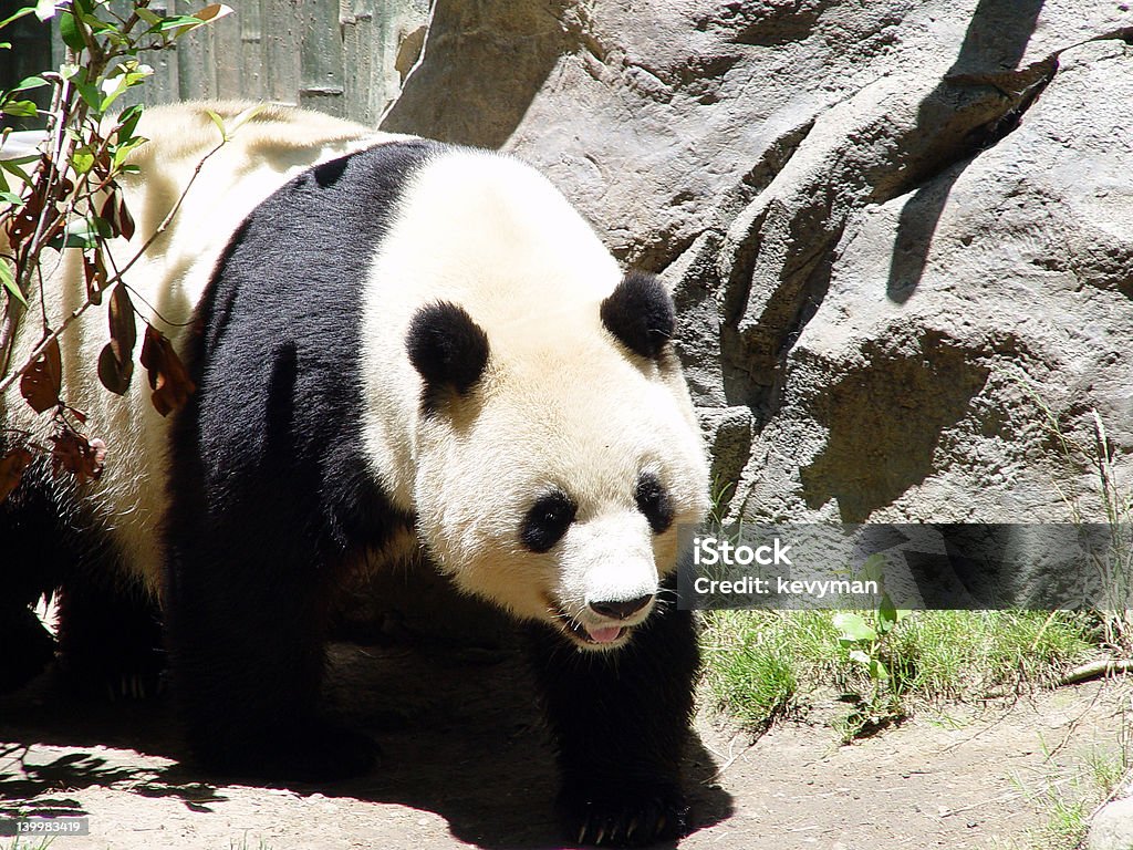 Panda Bear - Foto de stock de Acostado libre de derechos