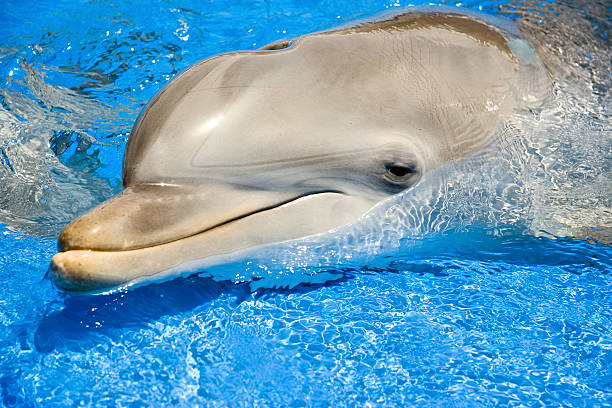 Happy Dolphin Stock Photo - Download Image Now - Animal, Aquatic