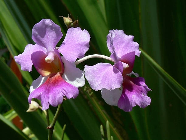 orchid flower stock photo