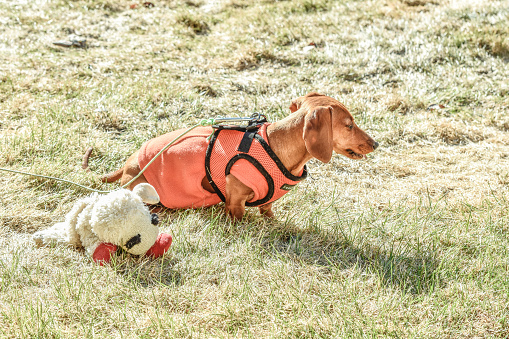 Life with a miniature Dachshund is a life full of many happy and adventurous times.  This Miniature Dachshund enjoys time in the sun with its toy.