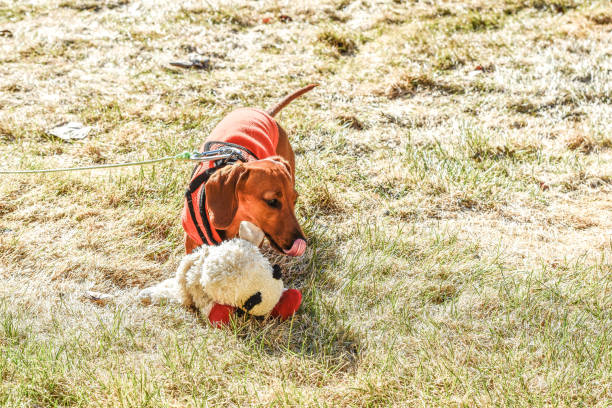 istock Miniature Dachshund With Toy 1399835149