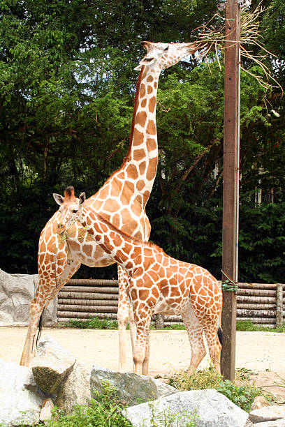 Giraffe Food Web Biology Diagrams