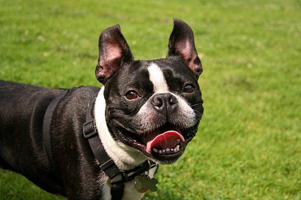 istock Smiling French Bulldog 139983615