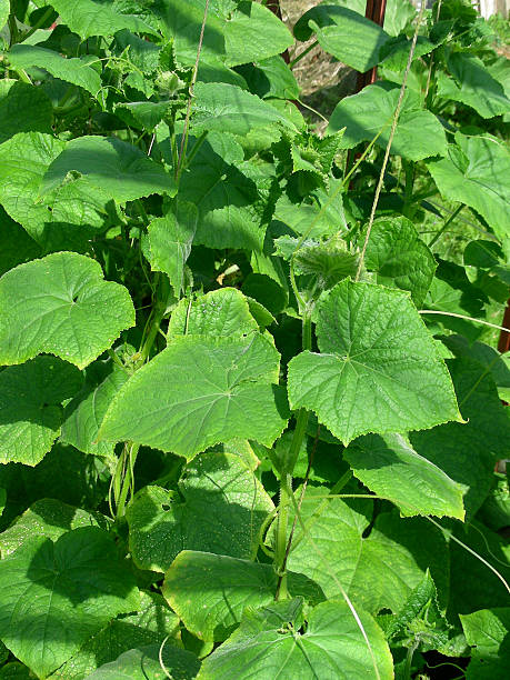 cucumber sprout stock photo