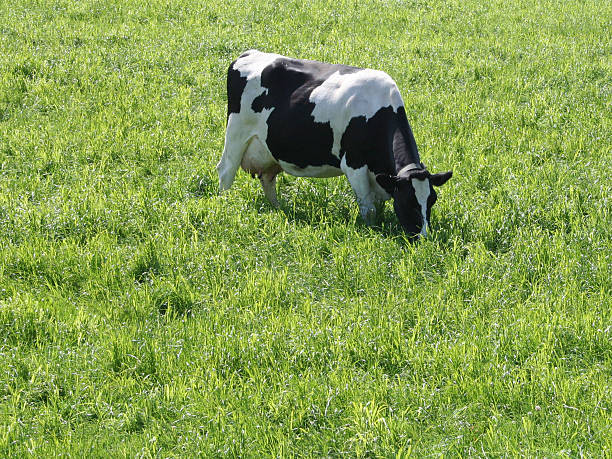 istock cow in lush field 139983729