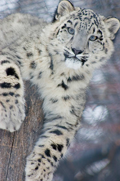 スノーレオパード - snow leopard leopard animal snow ストックフォトと画像