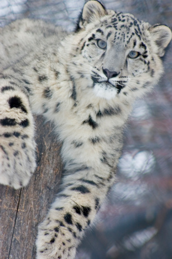 Snow leopard irbis lying on ledge of grey rock, panther uncia, big predatory spotty white cat with green eyes, wildlife 