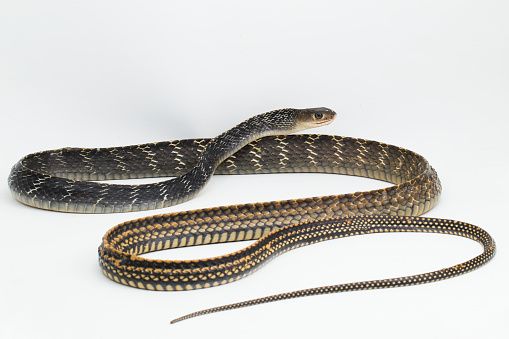 Keeled Rat Snake Ptyas carinata isolated on white background