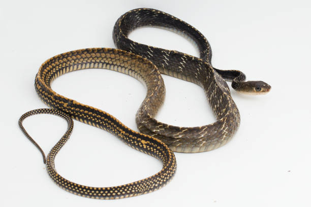 istock Keeled Rat Snake Ptyas carinata on white background 1399838523