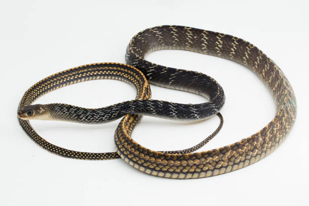 istock Keeled Rat Snake Ptyas carinata on white background 1399838534