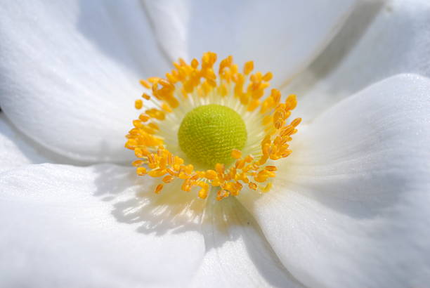 A white pollenated flower absorbs the remaining sunlight of this day.