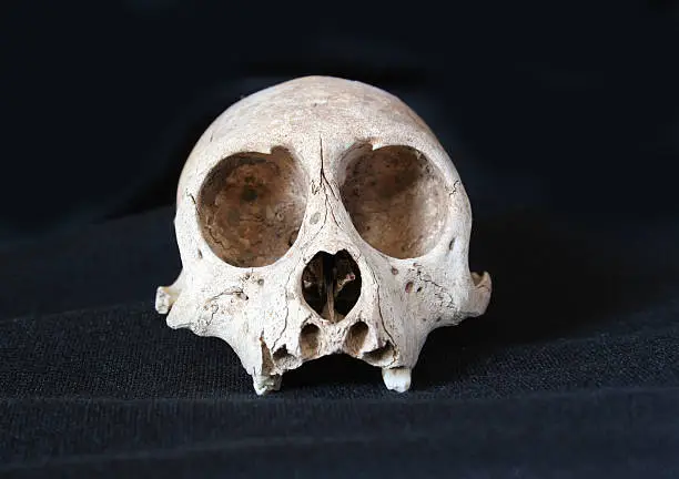 portret of a monkey skull