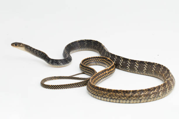 istock Keeled Rat Snake Ptyas carinata on white background 1399839084