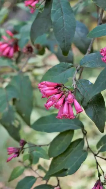 Photo of Beautiful bunch of purple flowers of Cestrum elegans also known as Crimson cestrum or Bastard Jasmine.