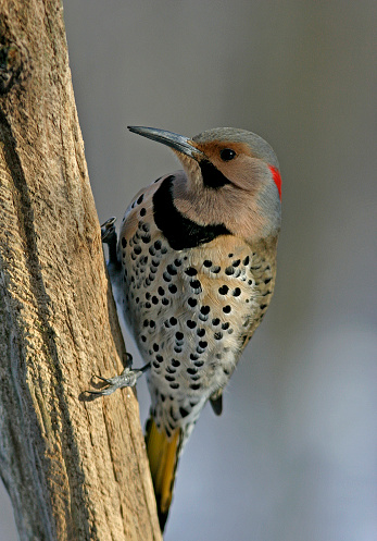 male yellow shafted flicker, a member of the woodpecker family searching for food on the trunk of a dead oak tree.