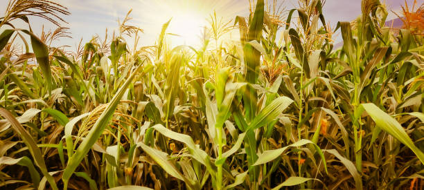 istock Corn field in an agricultural field in a sunset with bright colors 1399840739