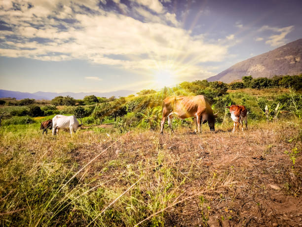 vacas comiendo hierba en el prado. ganado de carne en un paisaje al atardecer con sol brillante - perro peruano fotografías e imágenes de stock
