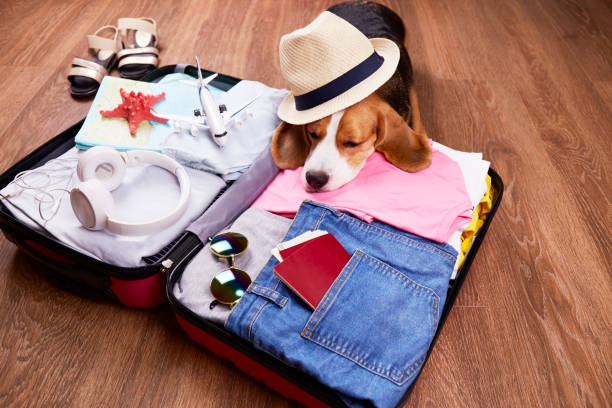 istock A beagle dog in a straw hat is lying on a suitcase with things and accessories for a vacation. 1399841300