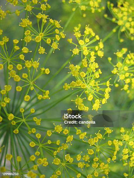 Foto de Anethum Jardim e mais fotos de stock de Amarelo - Amarelo, Assistência ao Bem-estar, Azul