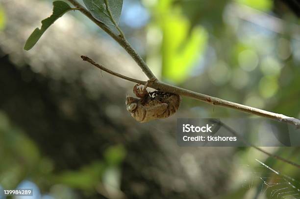 Locust Carcasa De Barra Foto de stock y más banco de imágenes de Araña - Araña, Cobertizo, Concha - Parte del cuerpo animal