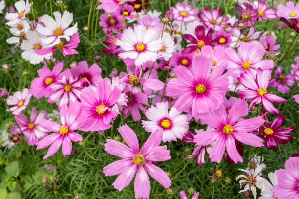 vollbildaufnahme von cosmos-blumen, die in der natur blühen. - spring flower daisy field stock-fotos und bilder