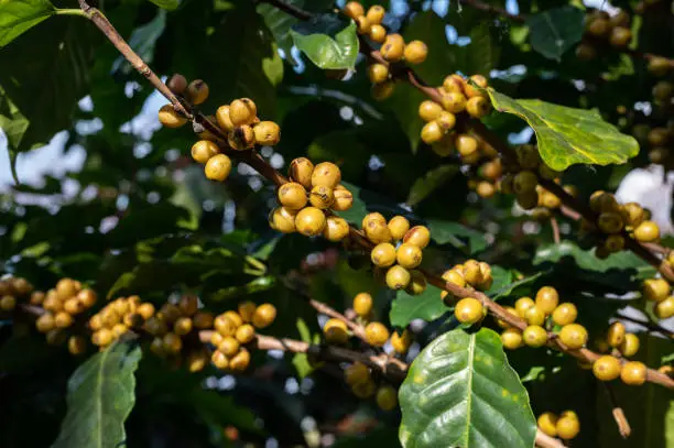 Photo of Yellow coffee seed on branch of tree in agriculture plantation field.