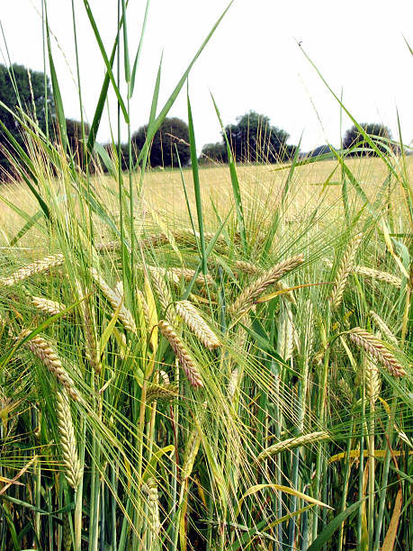 orzo - oat farm grass barley foto e immagini stock