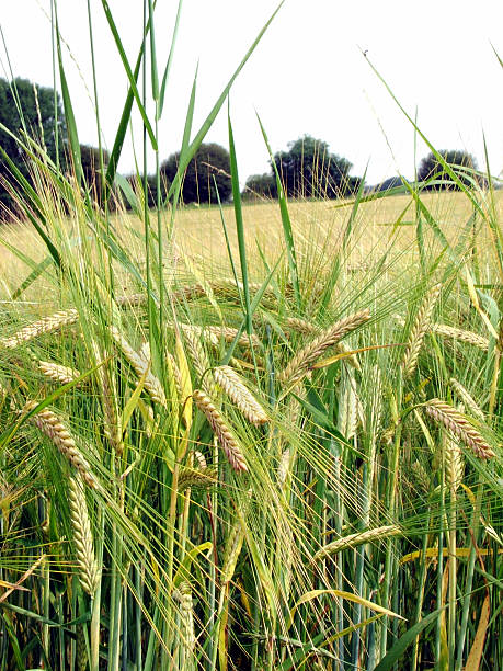 cevada - oat farm grass barley - fotografias e filmes do acervo